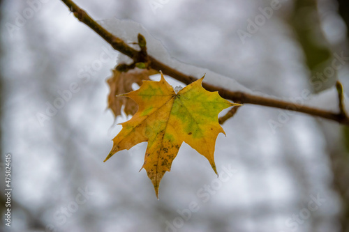 autumn leave during winter 