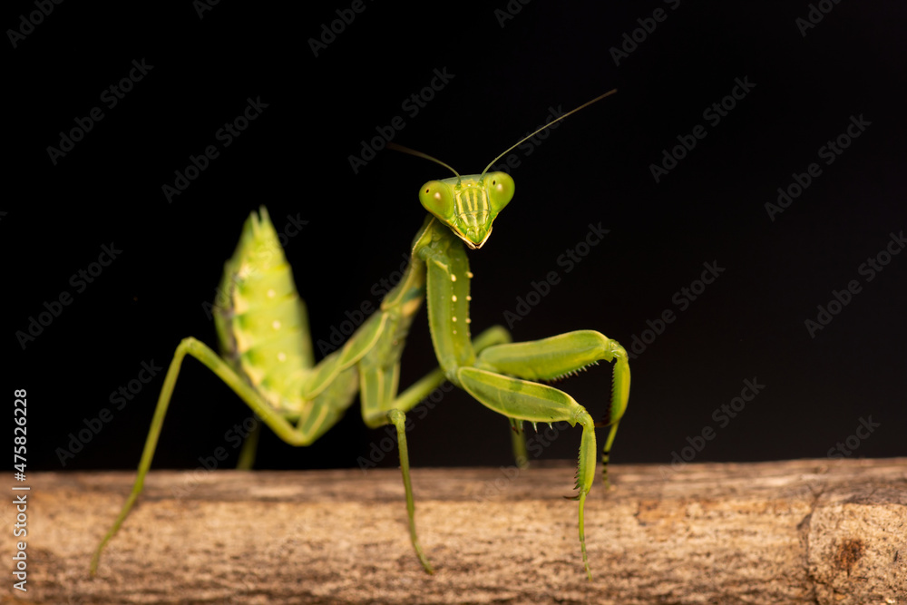 Praying mantis black background high quality photos closeup macro Praying mantis black background high quality photos closeup macro