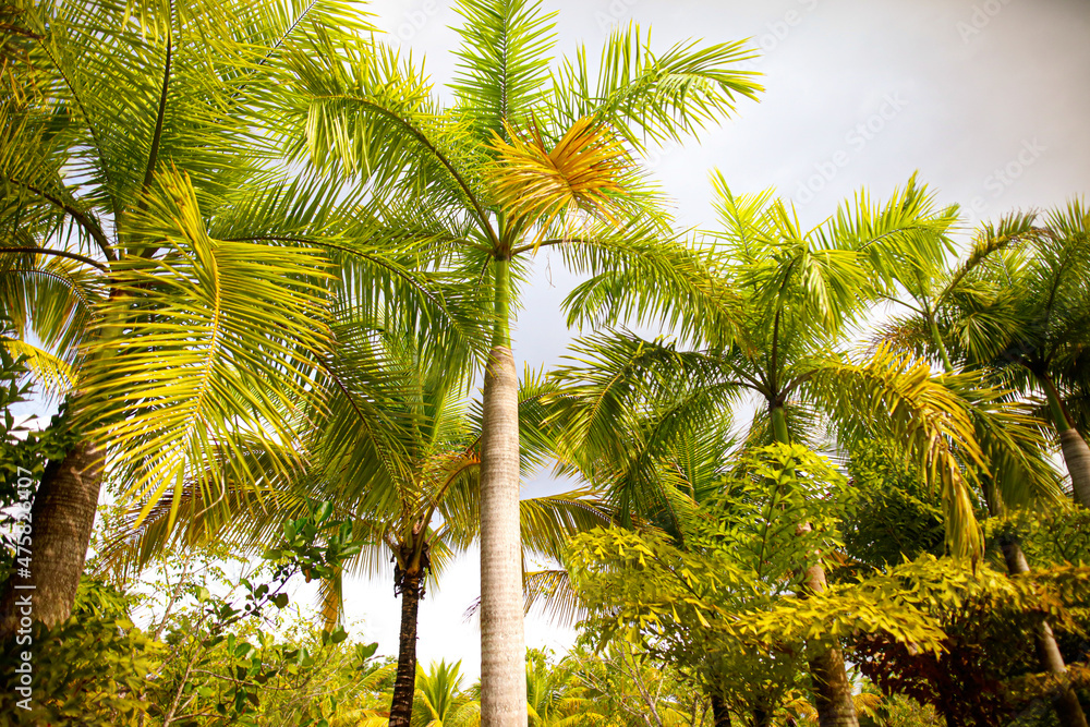 Beautiful palm trees in the park. Beautiful palm trees in the park.