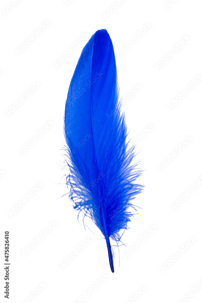 Blue elegant feather soft isolated on the white background Blue elegant feather soft isolated on the white background
