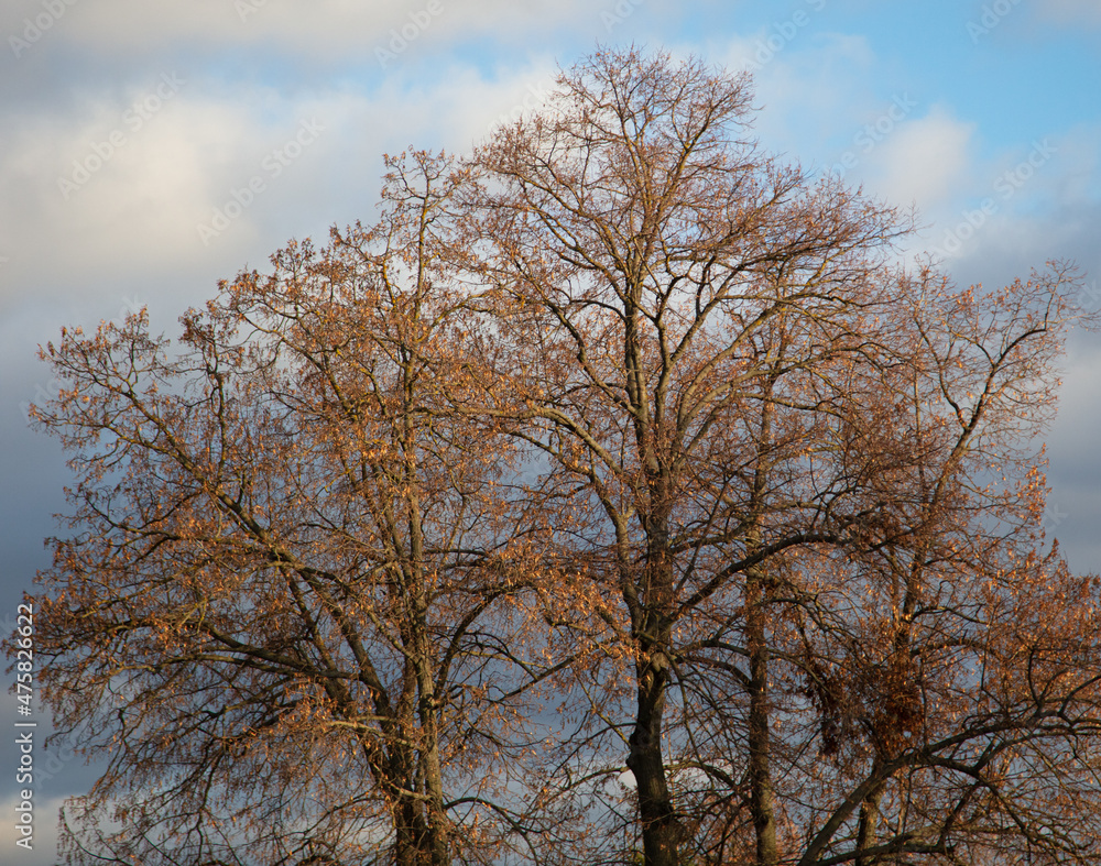 Bare branches of a tree