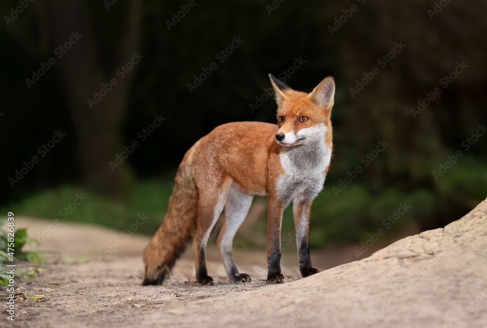 Obraz premium Close up of a Red fox standing on a sandy path