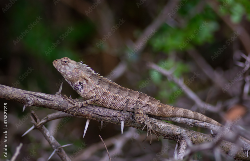 Garden lizard on branch sunbathing on branch lizard climb on wood macro closeup Garden lizard on branch sunbathing on branch lizard climb on wood macro closeup