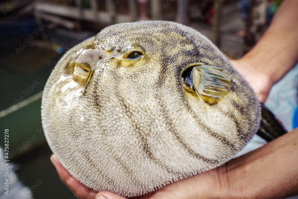 inflated puffer fish as known as blow fish or balloon fish StockFoto