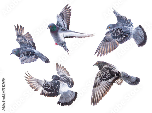 Doves in flight isolated on white