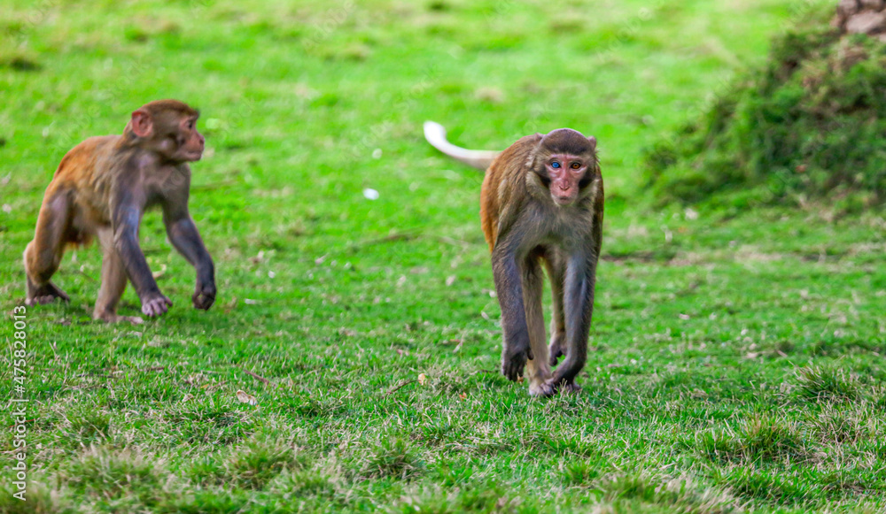 Monkey fight in the park