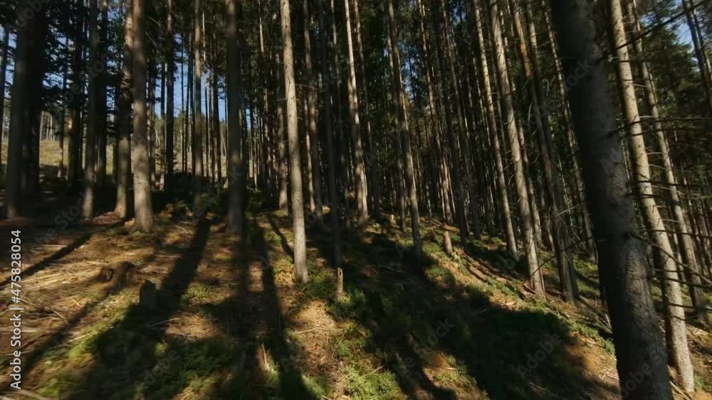 FPV Drone Flight among Trees in Mountains Forest FPV Drone Flight among Trees in Mountains Forest