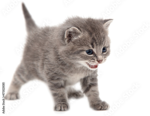 Portrait of a little kitten isolated on a white