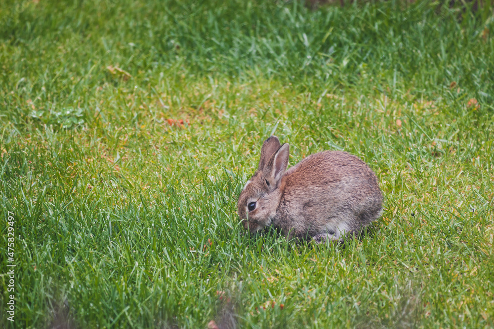 Fototapeta premium cute brown bunny rabbit in private backyard eating grass from lawn