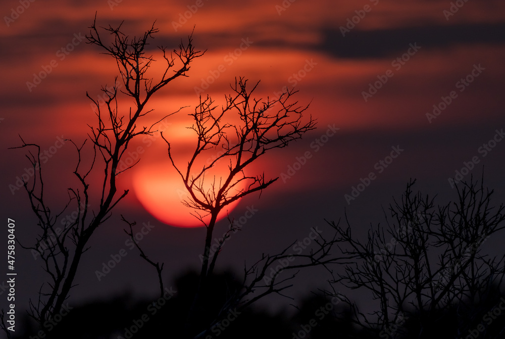 sunset in the forest