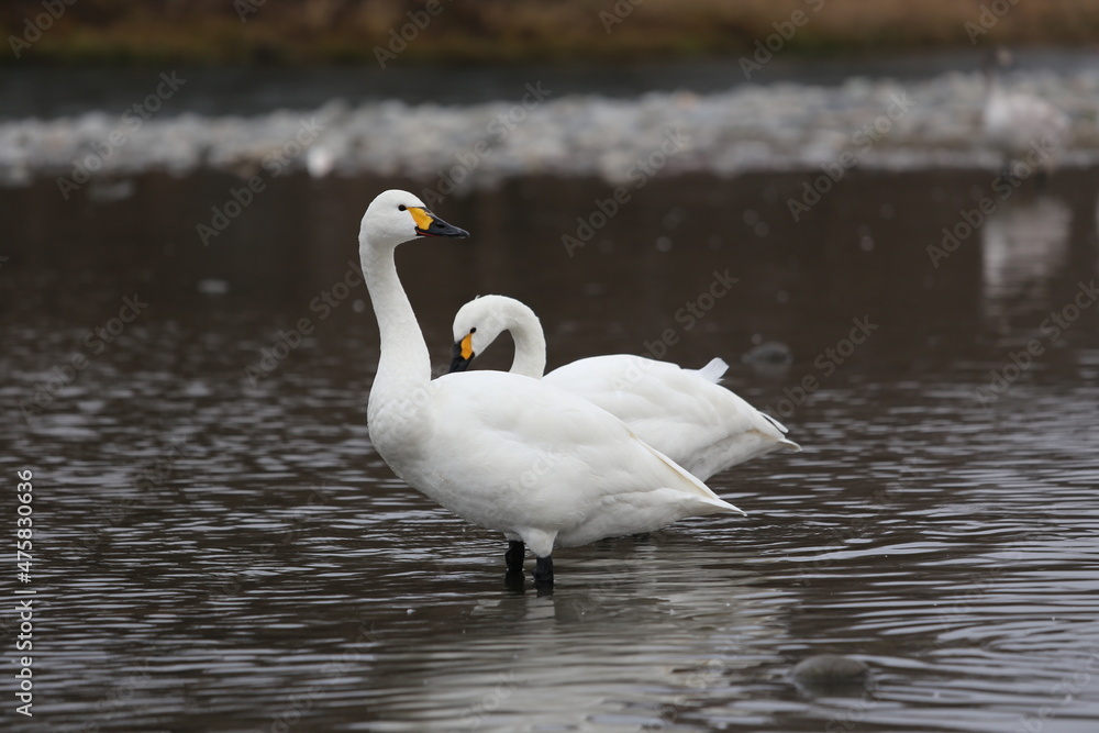 Obraz premium river side swan