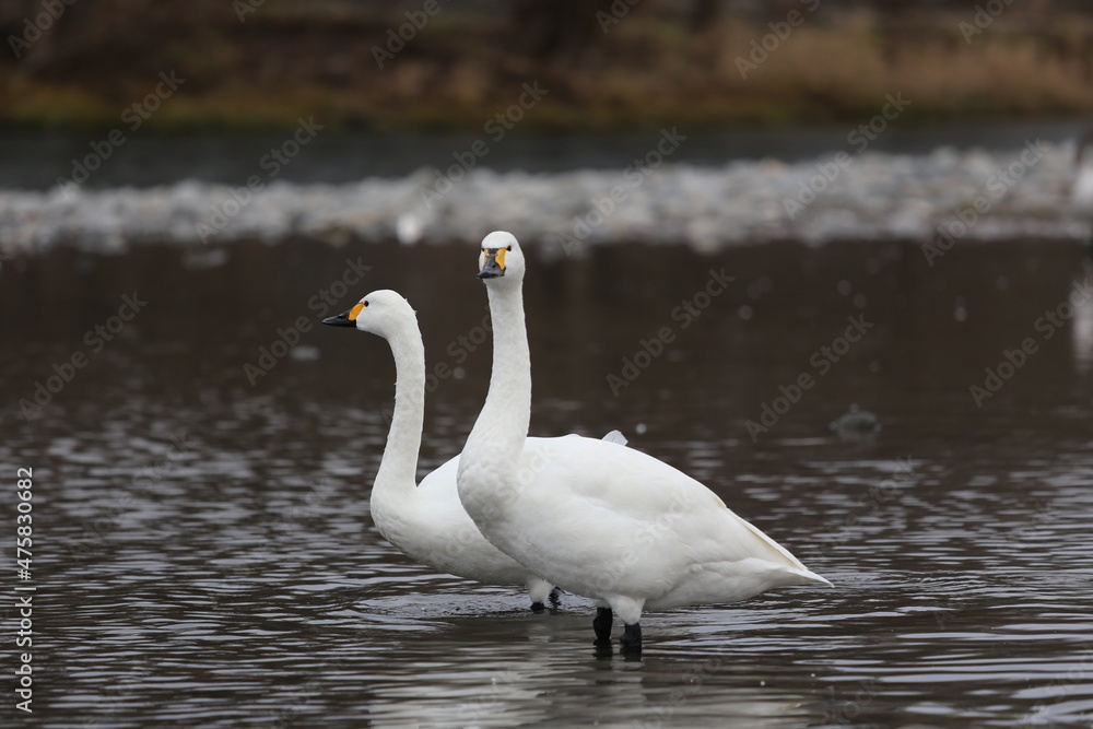 Obraz premium river side swan