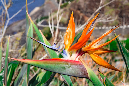 bird of paradise flower in the grass