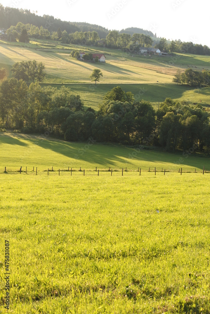 Fototapeta premium summer mountain landscape with meadow and forest, green nature background