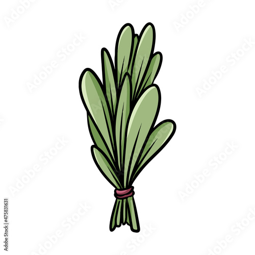 Sage or basil smudge stick hand-drawn doodle isolated icon. Vector stock plant leaves image. White sage herb bundle
