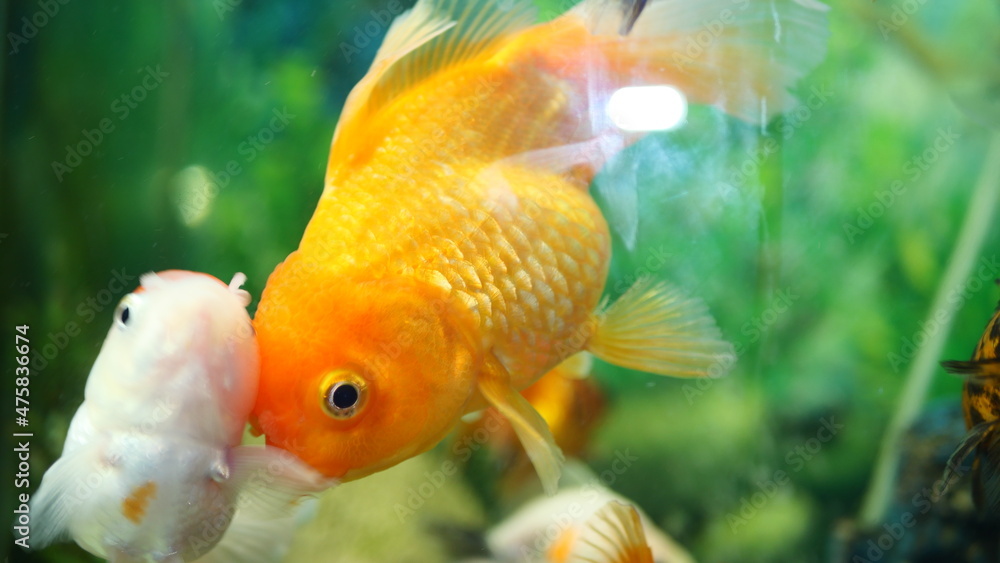 Beautifully colored goldfish swim in the clear aquarium water Beautifully colored goldfish swim in the clear aquarium water