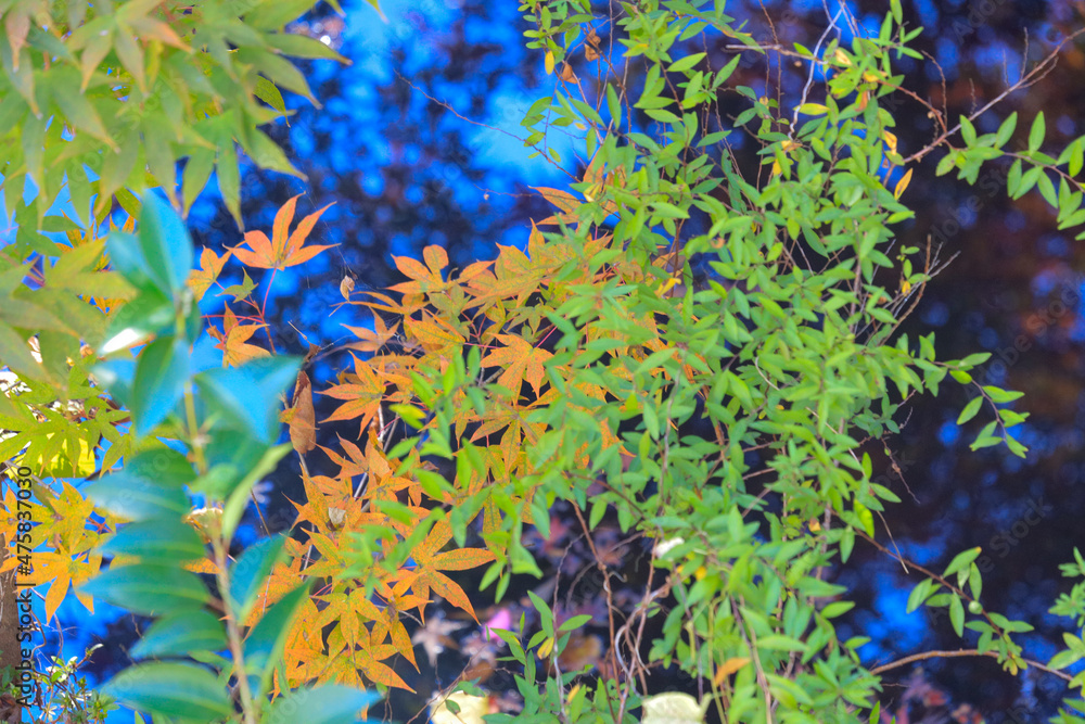 blue and yellow leaves blue and yellow leaves