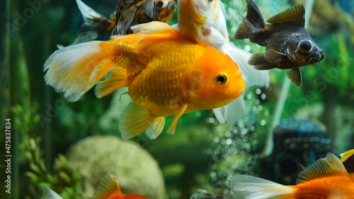 Beautifully colored goldfish swim in the clear aquarium water