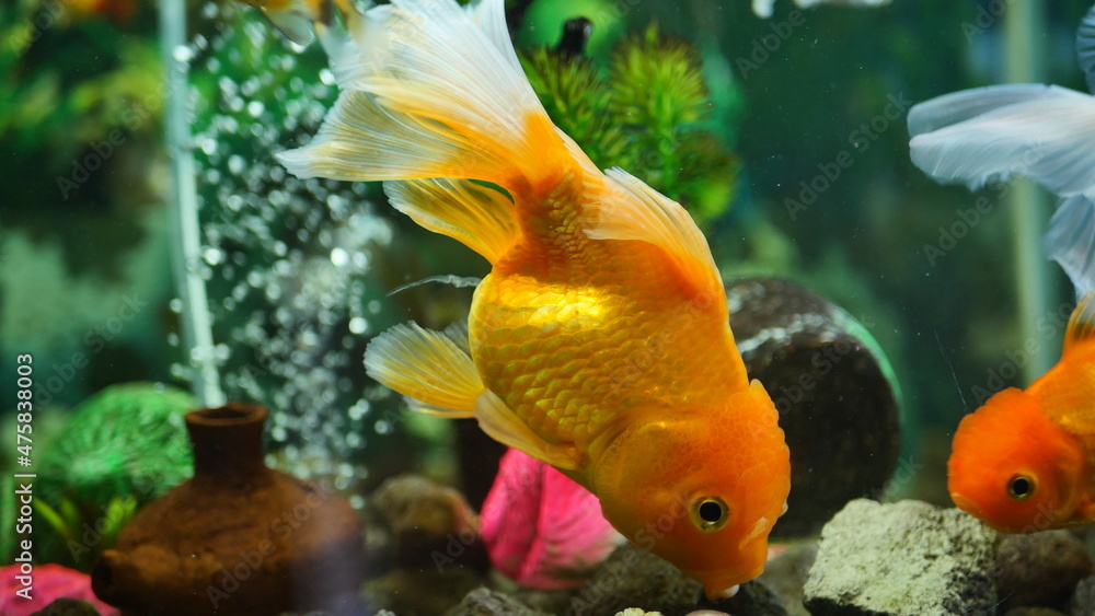 Beautifully colored goldfish swim in the clear aquarium water Beautifully colored goldfish swim in the clear aquarium water