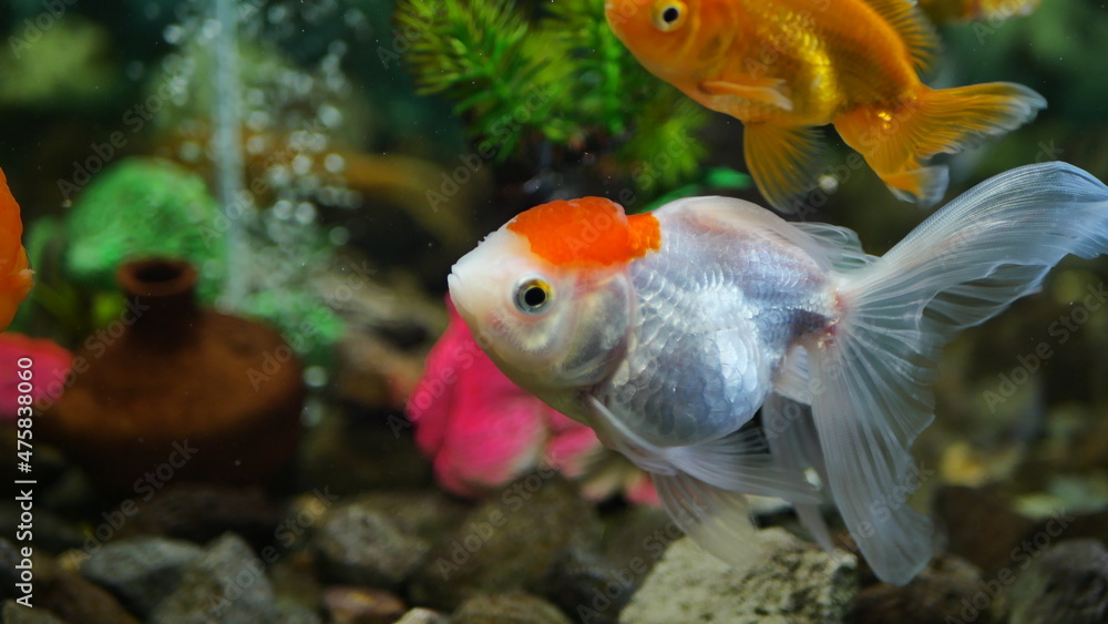 Beautifully colored goldfish swim in the clear aquarium water Beautifully colored goldfish swim in the clear aquarium water