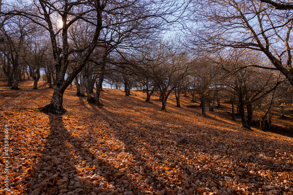 paisaje otoñal de montaña con los castaños sin hojas Andalucía España	