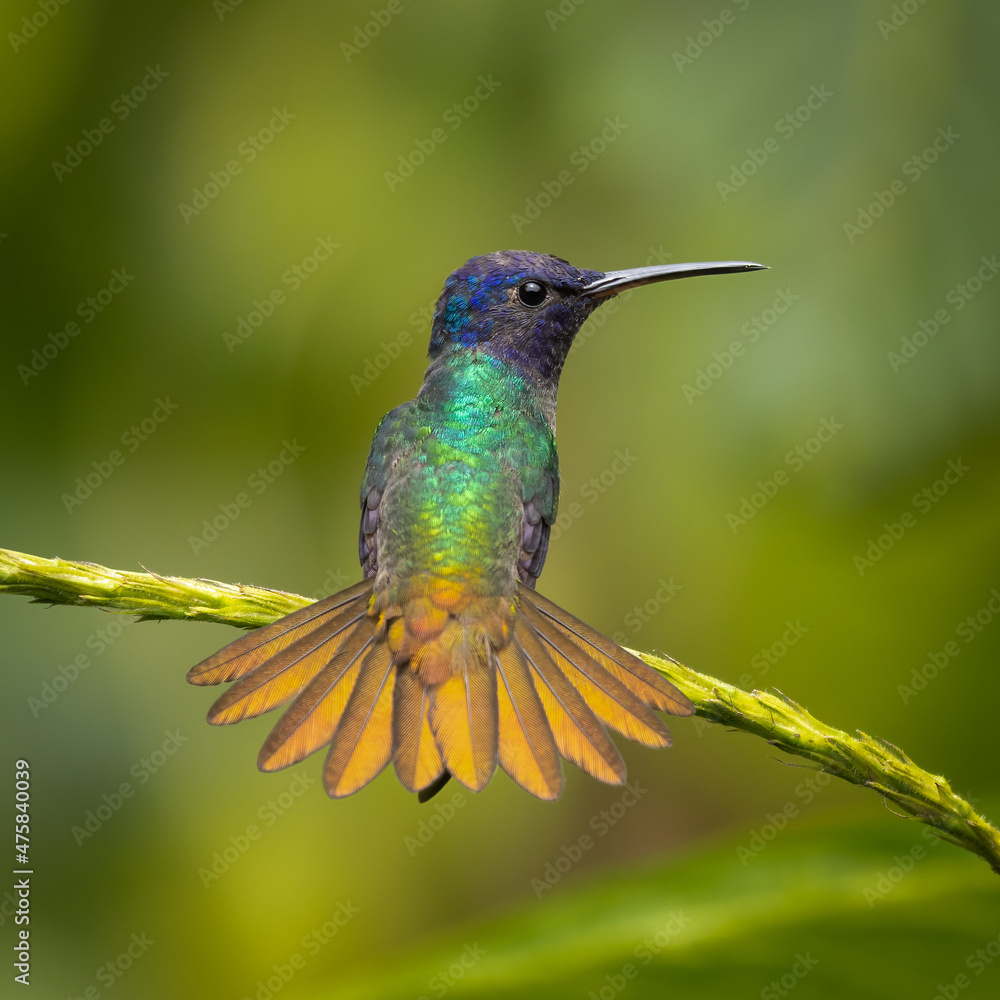 Fototapeta premium Golden-tailed Sapphire hummingbird perched on a branch with showing tail feathers