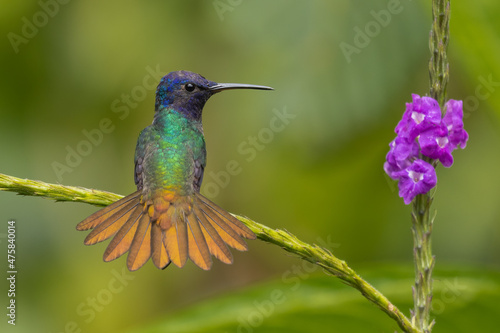 Golden-tailed Sapphire hummingbird perched on a Verbena flower and showing its tail feathers
