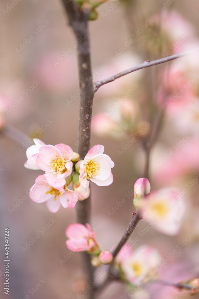 Obraz premium やさしい春