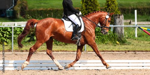 Dressage horse trotting with rider in tournament.