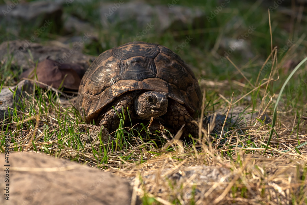 greek tortoise Testudo graeca in the wild greek tortoise Testudo graeca in the wild