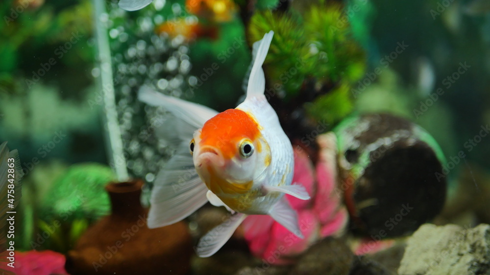 Beautifully colored goldfish swim in the clear aquarium water