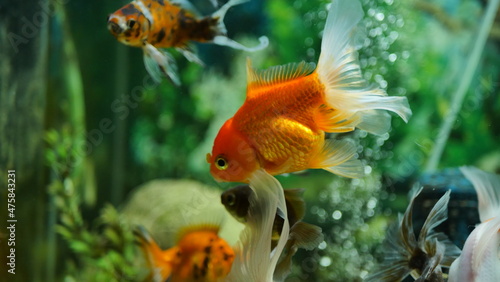 Beautifully colored goldfish swim in the clear aquarium water