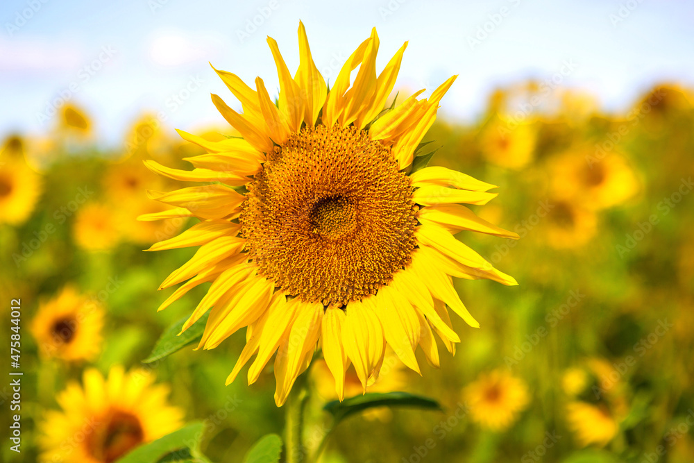 Sunflowers in the field.