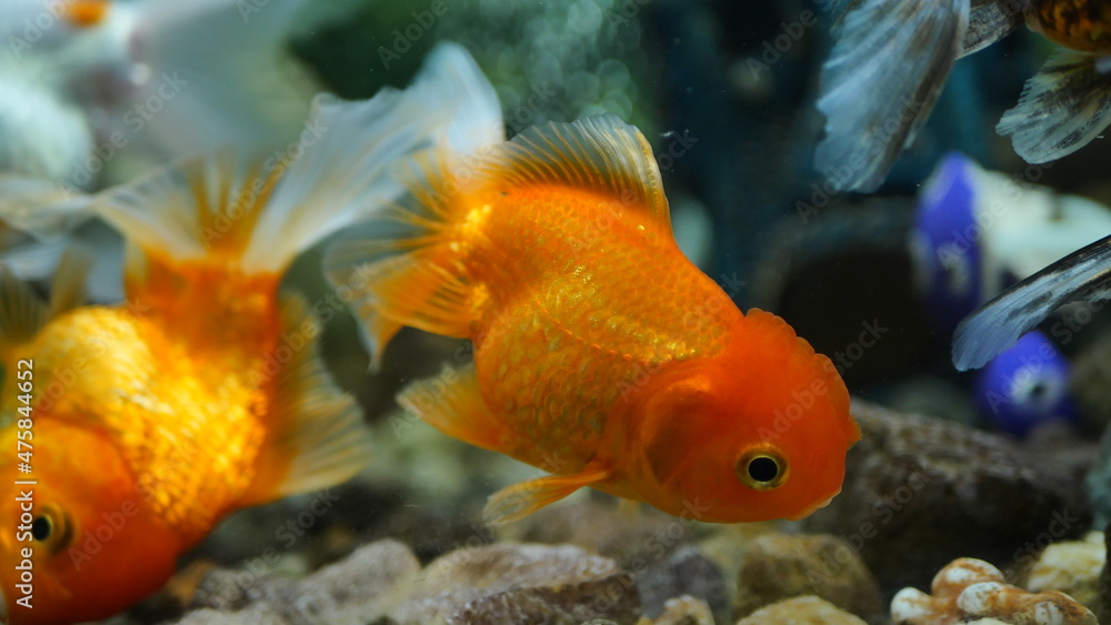 Beautifully colored goldfish swim in the clear aquarium water Beautifully colored goldfish swim in the clear aquarium water