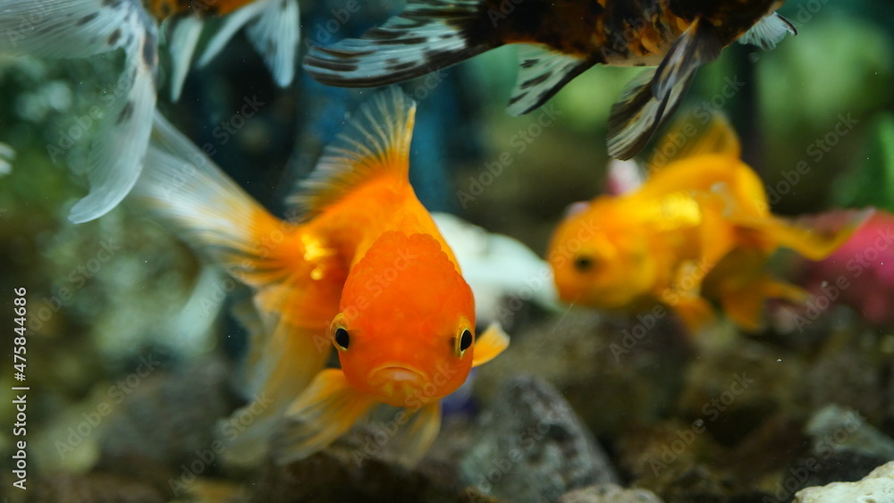 Beautifully colored goldfish swim in the clear aquarium water Beautifully colored goldfish swim in the clear aquarium water