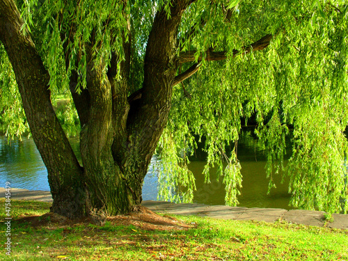 A willow tree grows near the lake.