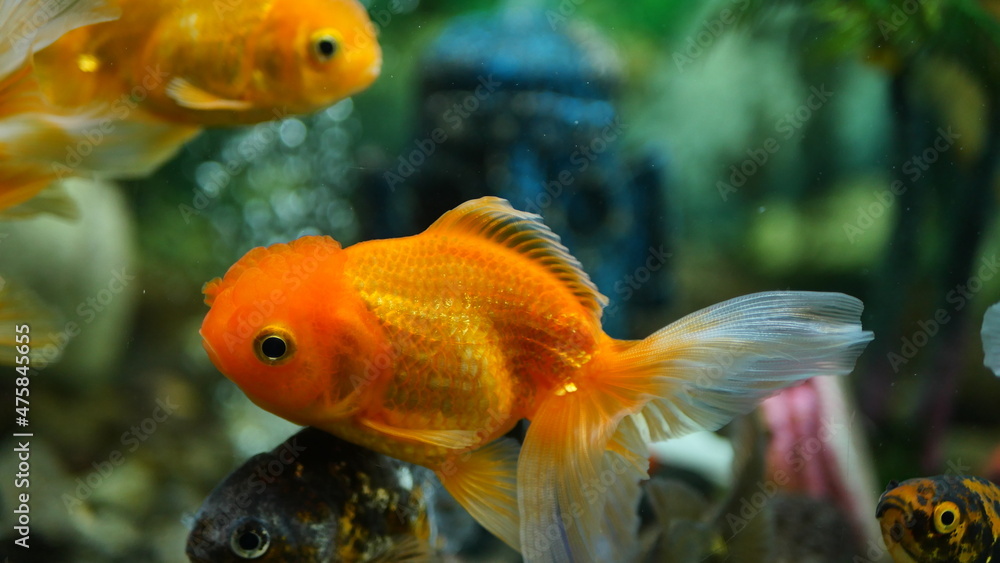 Beautifully colored goldfish swim in the clear aquarium water Beautifully colored goldfish swim in the clear aquarium water