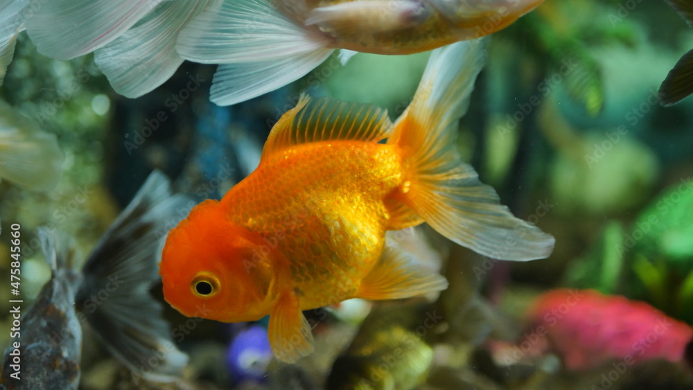 Beautifully colored goldfish swim in the clear aquarium water Beautifully colored goldfish swim in the clear aquarium water
