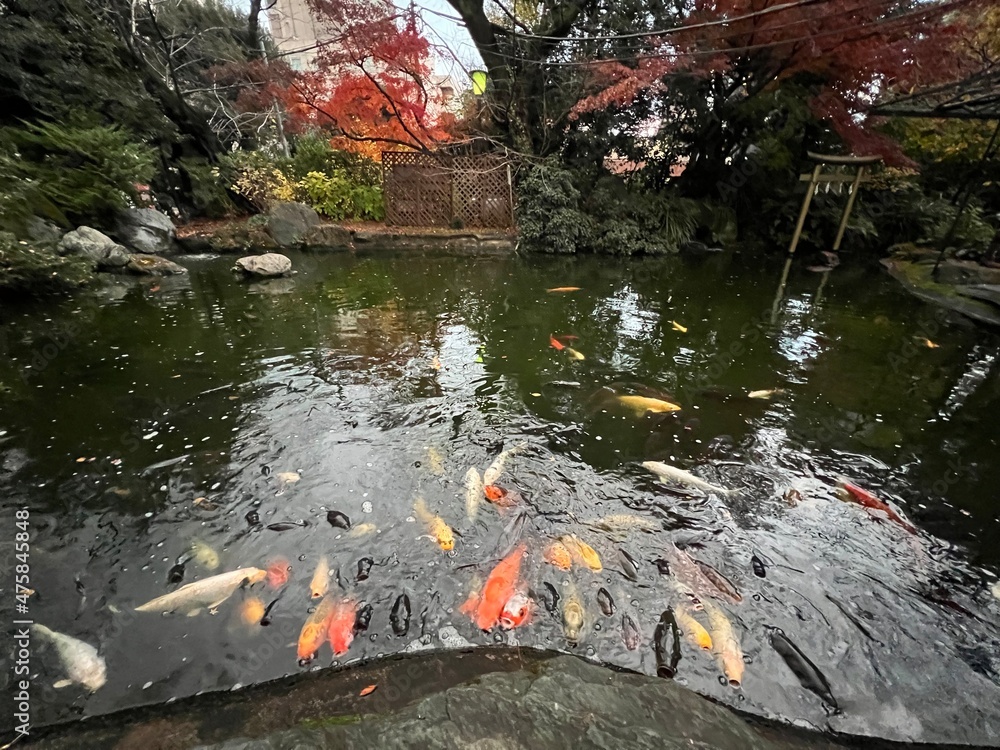 神社の中の池の鯉