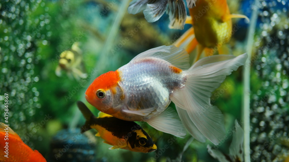 Beautifully colored goldfish swim in the clear aquarium water Beautifully colored goldfish swim in the clear aquarium water