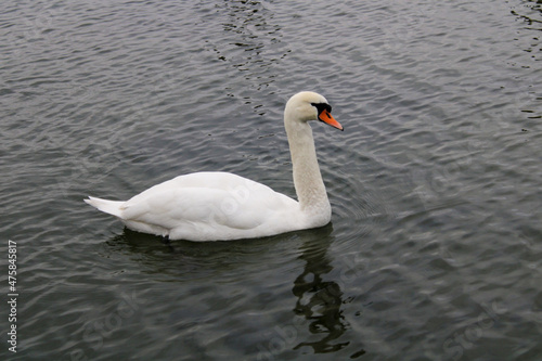 swan on the lake