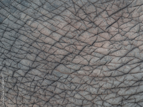 Gray elephant skin with many folds. Full screen photo. Not seamless texture