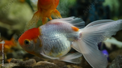 Beautifully colored goldfish swim in the clear aquarium water