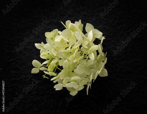 Delicate flower on black background. View above.