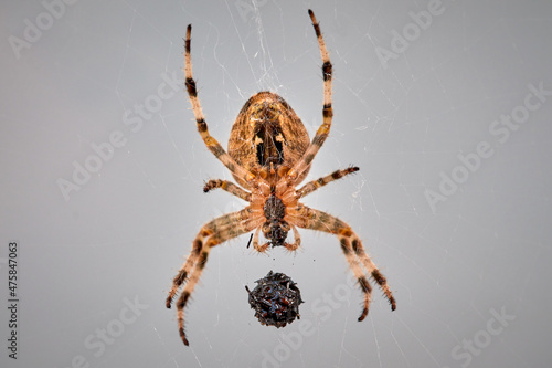 wrapped prey of a spider in the web of a European garden cross spider, Araneus diadematus