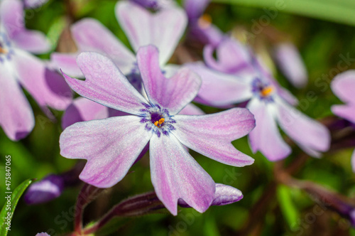 Phlox subulate purple flower, macro photo with selective focus
