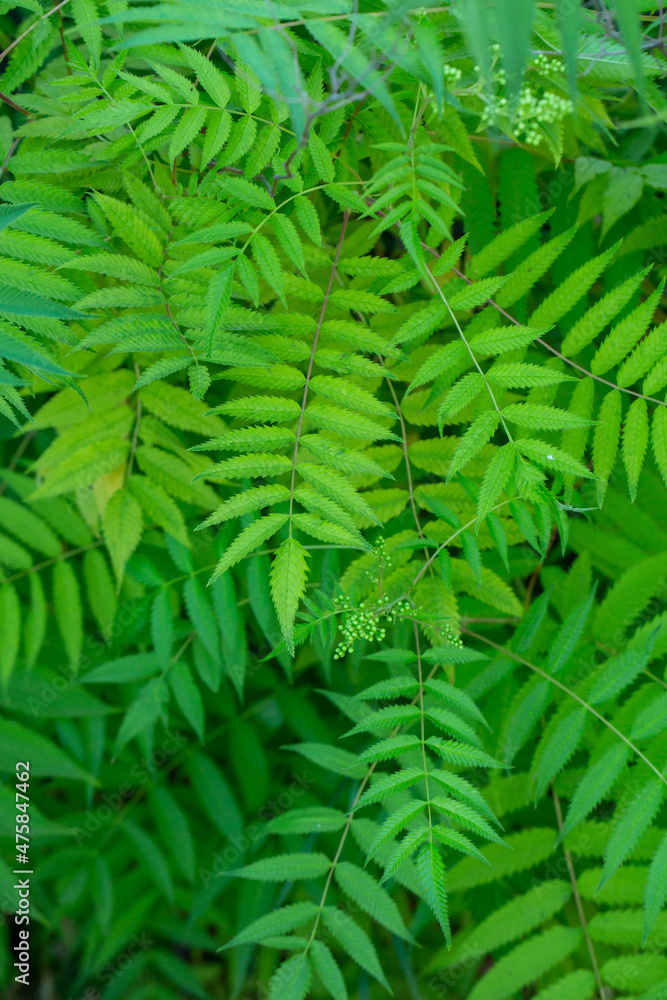 Green leaves of a false spiraea in summer day macro photography. Foliage of sorbaria sorbifolia plant in summertime, close-up photo. Green leaves of a false spiraea in summer day macro photography. Foliage of sorbaria sorbifolia plant in summertime, close-up photo.