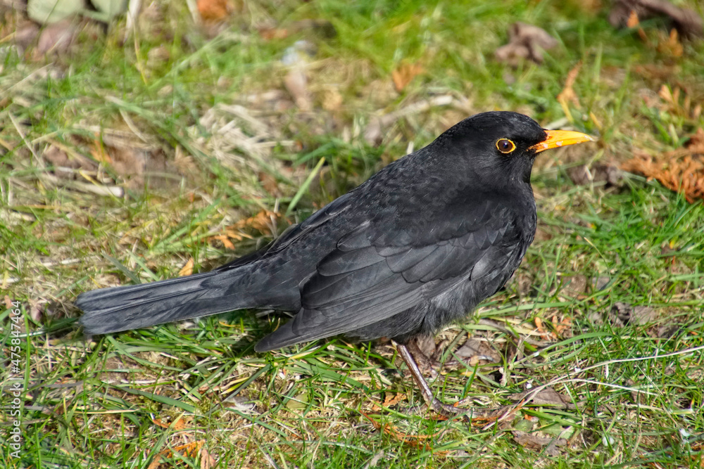 Fototapeta premium Blackbird in early spring in March on the lawn in the park in search of food