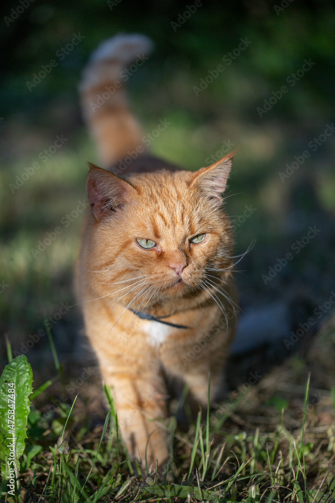Ginger cat walks on the street on a summer sunny day, close-up photo. Portrait of a ginger cat in the summer. Orange pet in the countryside.