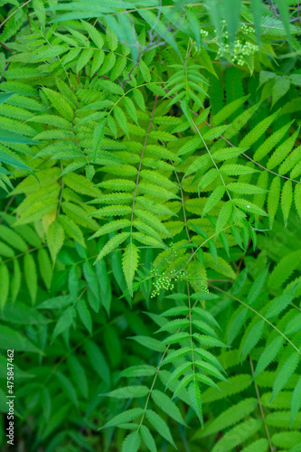 Green leaves of a false spiraea in summer day macro photography. Foliage of sorbaria sorbifolia plant in summertime  close-up photo.